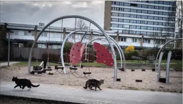  ?? FOTO: EKSTRA BLADET ?? Legeplads i Vollsmose. Kattene i området bliver mishandlet, og dyrevaerns­organisati­oner tør ikke laengere arbejde i området.