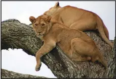  ??  ?? A young lion settles onto a lofty tree branch, presumably to get away from biting flies below in the Serengeti.