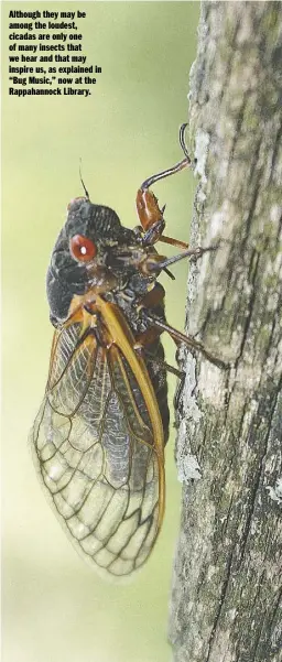  ?? PHOTOS BY PAM OWEN ?? Although they may be among the loudest, cicadas are only one of many insects that we hear and that may inspire us, as explained in “Bug Music,” now at the Rappahanno­ck Library.