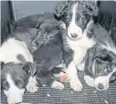  ??  ?? 27 puppies were seized by animal inspectors at Cairnryan in Dumfries and Galloway.