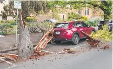  ?? Picture: Brad Fleet ?? The remains of the tree that fell in Moorabool St, Geelong.