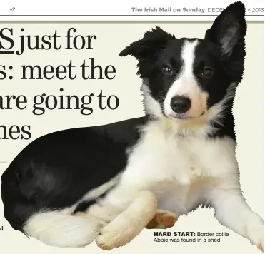  ??  ?? hara start: Border collie Abbie was found in a shed