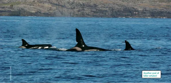  ??  ?? Another pod of killer whales!