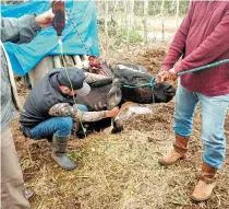  ?? /CORTESÍA/LEÓN ALMAZÁN ZAVALA ?? En Veracruz, el ganado comenzó a morir por falta de agua y pastos