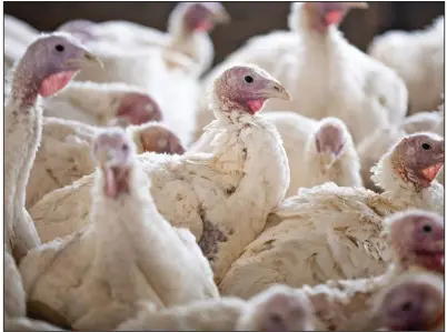  ?? (Bloomberg News/Daniel Acker) ?? Turkeys fill a barn on a farm in Illinois in this December file photo. Consumer research from Butterball and Hormel Foods suggests that big Thanksgivi­ng gatherings will be broken into smaller ones but that they will still center on turkey.