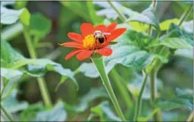  ?? DIGITAL FIRST MEDIA FILE PHOTO ?? A bee pollinates a flower in a butterfly garden of a Pottstown home. The garden was entered in the 2016 Home Garden Contest.