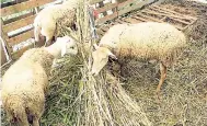  ??  ?? Karl Codner has ventured into sheep rearing, as mutton is gaining popularity with the national palate.