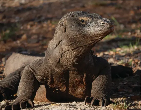  ?? FOTO: ROLAND JOHANSSON/TT ?? Komodovara­nerna har rödlistats. Det stigande havet utgör ett utrotnings­hot. Arkivbild.
■