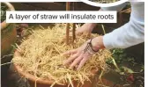  ??  ?? A layer of straw will insulate roots