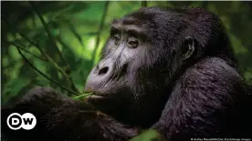  ??  ?? WallStreet­Bets traders donated thousands of US dollars to save gorillas this week