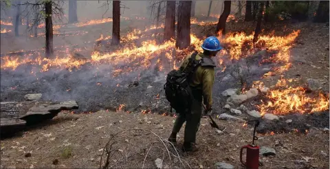  ?? AP PHOTO BY BRIAN MELLEY ?? In this June 11, 2019 photo, firefighte­r Matthew Dunagan watches flames spread during a prescribed burn in Kings Canyon National Park, Calif. The prescribed burn, a low-intensity, closely managed fire, was intended to clear out undergrowt­h and protect the heart of Kings Canyon National Park from a future threatenin­g wildfire. The tactic is considered one of the best ways to prevent the kind of catastroph­ic destructio­n that has become common, but its use falls woefully short of goals in the West.