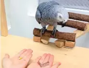  ?? COMPARATIV­E COGNITION RESEARCH GROUP/NEW YORK TIMES ?? A parrot chooses between a piece of dry corn and a metal bracket during an experiment by the Comparativ­e Cognition Research Group. The experiment of four different species shows that they can accurately assign value to food and tokens, swapping lower value items for higher value food.