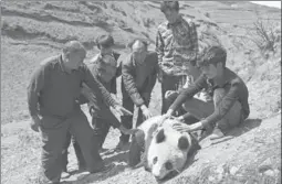  ?? AKE JIUSHE / FOR CHINA DAILY ?? A wild female giant panda is restrained by farmers worried that she would be hurt by hunting dogs after she burst into a village in Liangshan Yi autonomous prefecture, Sichuan province, in early April. The panda had been released from captivity.