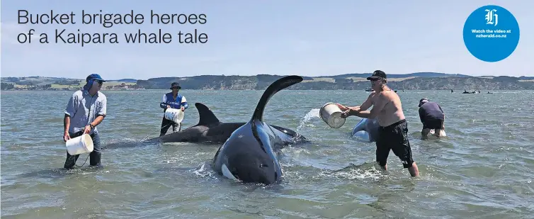  ?? Photo / Raani Kelderman (via Facebook) ?? A pod of orca stranded on the outgoing tide in the Kaipara Harbour. The eight adults and three calves where cared for by fishermen on the Ali-Kat boat and were later refloated on the incoming tide.