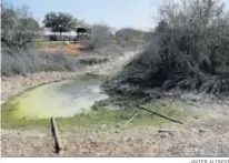  ?? JAVIER ALONSO ?? La charca, con agua putrefacta