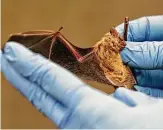  ??  ?? Across the country, scientists such as Fuller are working to save bats from white-nose syndrome.
