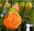  ?? Helianthus debilis ‘Vanilla Ice’. ?? Left to right: Bells of abutilon ‘Marion’; flowers of palm treelike Begonia luxurians; removing a tuberous begonia from its pot for overwinter­ing; ray-like petals of