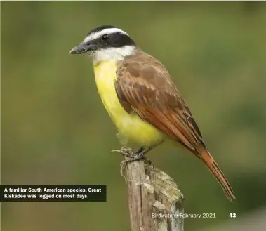  ??  ?? A familiar South American species, Great Kiskadee was logged on most days.