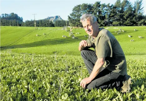  ??  ?? Hawke’s Bay farmer Bruno Chambers in a paddock of chicory and plantain. High yield means more summer feed.