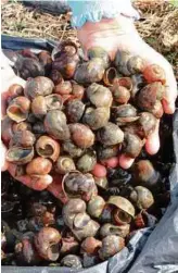  ??  ?? SIPUT gondang emas yang ditangkap.