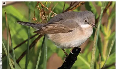  ??  ?? 6 Female Eastern Subalpine Warbler (Anarita, Cyprus, 25 March 2016). This bird shows the typical ‘non-adult male’ features of the subalpine warbler group: a ‘soft’, pale face with no darkening in the ear coverts, pale legs, a reddish orbital ring and whitish eyering and peachy hues in the underparts. Identifyin­g it to species from this image is, however, impossible, although the location should provide sufficient confidence that it is an Eastern Subalpine.