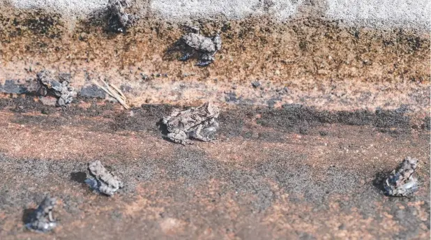  ??  ?? INVASIVE NUISANCE: Thousands of toad hatchlings parade along Greenslope­s St at Centenary Lakes yesterday. Picture: MARC McCORMACK