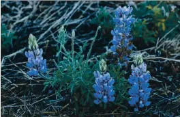  ?? JOSE CARLOS FAJARDO — STAFF ARCHIVES ?? Silver Lupine flowers grow along the Rocky Ridge View Trail at Las Trampas Regional Wilderness in San Ramon. This year’s wildflower season is well under way, and there’s plenty to see throughout the East Bay Regional Park District.