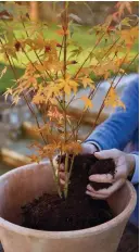  ?? ?? Japanese maples grow well in large containers in light shade