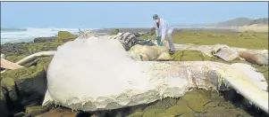  ?? Picture: SUPPLIED ?? FOURTH HUMPBACK: East London Museum principal scientist Kevin Cole examines an adult male humpback carcass that washed up west of Chintsa West on Sunday evening