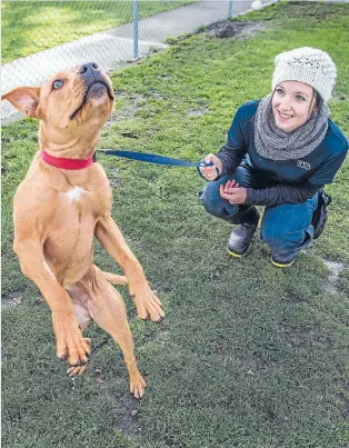  ??  ?? Caitlyn Averill, a pet boarding attendant, with Maple, a 7-month-old staffy-mastiff cross awaiting adoption at the Canterbury SPCA.