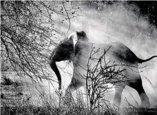  ?? Slon africký, prchající do buše. FOTO SEBASTIAO SALGADO ?? Národní park v Zambii.