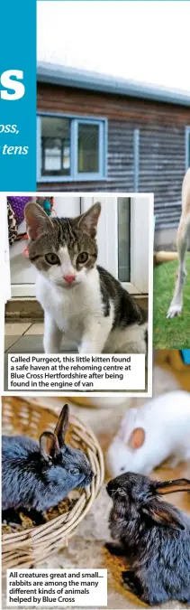  ??  ?? Called Purrgeot, this little kitten found a safe haven at the rehoming centre at Blue Cross Hertfordsh­ire after being found in the engine of van All creatures great and small... rabbits are among the many different kinds of animals helped by Blue Cross