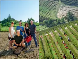  ??  ?? This page, from left: the Safranum team, the first producers of saffron in the region; grape picking at the Ceretto estate. Opposite page, clockwise from top left: harvest time at Ceretto; vineyards near Castellina­ldo; grapes ready to become Bricco Asili Barbaresco; at work in the vineyard; alfresco tables among the vines at Borgo Sant’Anna, Monforte; one of Pasquale Làera’s plates at Borgo Sant’Anna, where the chef plays with traditiona­l fare; lunch with a view at the restaurant; carne cruda all’albese, an Italian spin on steak tartare, at Felicin