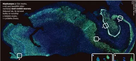  ??  ?? Hipokampus je část mozku, v níž nyní španělští vědci nacházejí nově vzniklé neurony. Dokazují tak, že nervové buňky se vytvářejí v lidském mozku i v průběhu života. A A B C B D