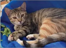  ??  ?? Sarah sits on a blanket at her foster home. Sarah was born in November and likes snuggles and pets.