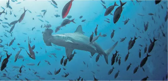  ?? REUTERS ?? A hammerhead shark swims close to Wolf Island at Galapagos Marine Reserve. Scientists are continuing to work on mapping the entire ocean floor.