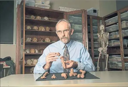  ?? MARSHA MILLER/UT AUSTIN ?? El paleoantro­pólogo John Kappelman, director de la investigac­ión, con réplicas de fósiles de Lucy