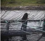  ?? ?? Campaigner­s have been filming at a Mowi salmon farm