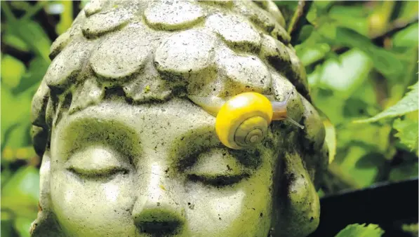  ??  ?? Wie lang die Schnecke wohl gebraucht hat, um diese Steinfigur zu erklimmen? Werner Rueff schickte uns das Foto aus seinem Garten in der Augsburger Wohnanlage Sonnenhof.