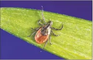  ?? James Gathany / Associated Press ?? A deer tick, known as a black-legged tick, which spreads Lyme disease from deer or white-legged mice to people.