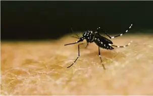  ?? Luis Robayo/AFP ?? As temperatur­as mais elevadas registrada­s nesta semana, de acordo com a secretaria, aumentam as chances da proliferaç­ão do mosquito Aedes aegypti
