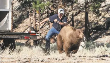  ?? John Axtell / Nevada Department of Wildlife 2013 ?? Carl Lackey of the Nevada Department of Wildlife and a dog chase a California black bear after it was captured and rereleased to the wild in the Carson Range southwest of Carson City in 2013.
