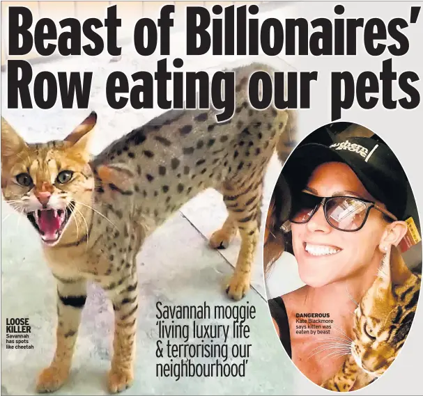  ??  ?? LOOSE KILLER Savannah has spots like cheetah
DANGEROUS Kate Blackmore says kitten was eaten by beast