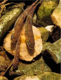  ??  ?? Brown trout fry emerge from the gravel where they were hatched and move towards the light to feed on tiny insects in the water.