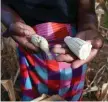  ?? ?? Ladias Konje holds maize cobs harvested from her wilting maize field, which suffered from moisture stress at tasseling during a long mid season dry spell, in the Kanyemba village in Rushinga.