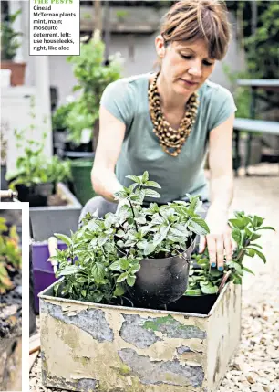  ??  ?? BESTING THE PESTS Cinead McTernan plants mint, main; mosquito deterrent, left; use houseleeks, right, like aloe