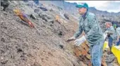  ?? AFP ?? ▪ Iguanas of the subspecies Conolophus subcristat­us, from Seymour Norte island, being introduced to Santiago island.