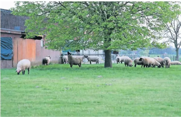  ?? FOTOS: FLA ?? Nach dem wahrschein­lichen Wolfsangri­ff sind die Schafe bei der Schafzucht Specht in Gartrop-bühl wieder auf der Weide unterwegs.