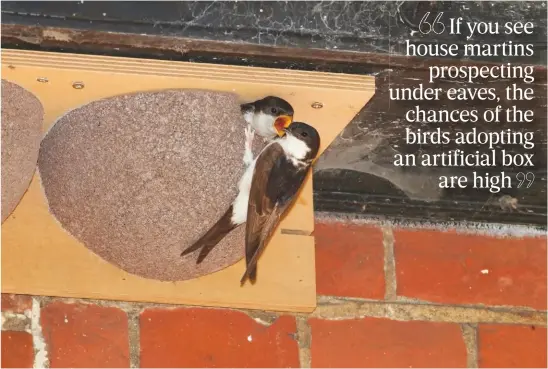  ??  ?? Above: house martins are communal nesters so try a double box. Below, left: a swift box in stretcher bond, easy to fit into the outside skin of a brickwork course