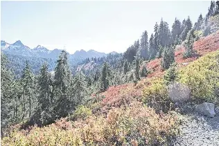 Fall colors captivate on Mount Rainier’s Skyline Trail | The News ...